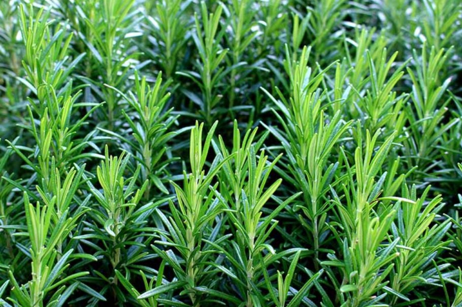 Розмарин обыкновенный Rosmarinus officinalis