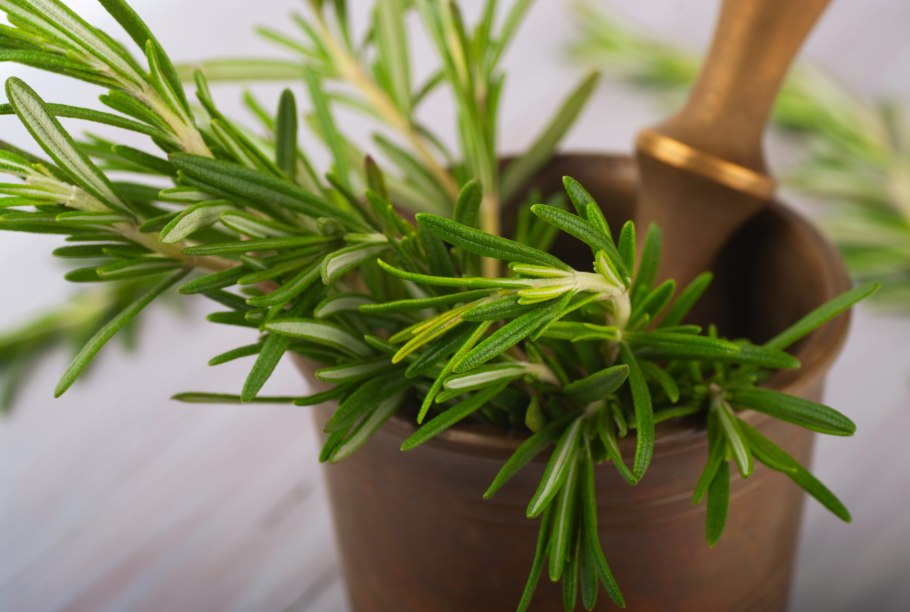 Розмарин душистый