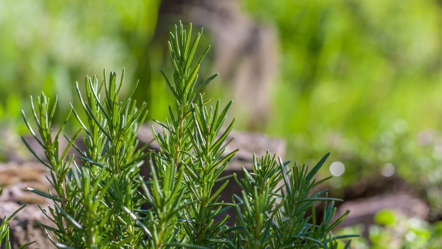 Розмарин семена