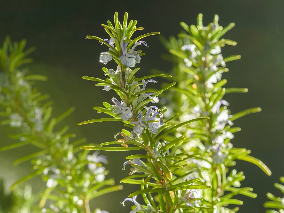 Розмарин лекарственный