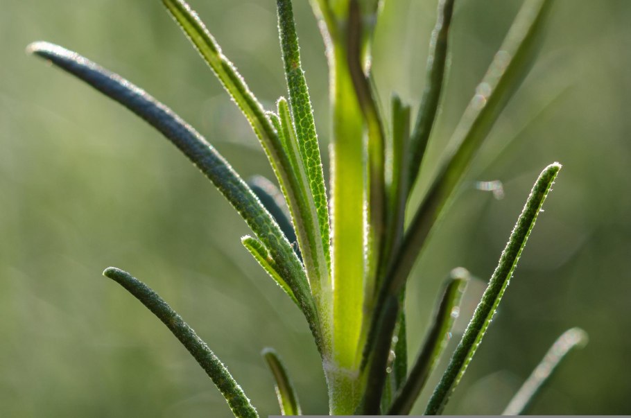 Побеги розмарина