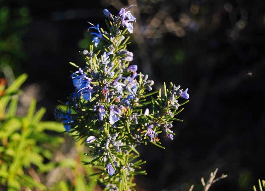 Как растёт розмарин фото