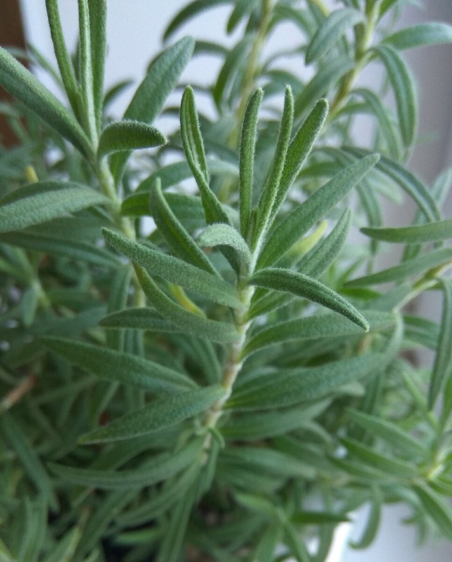 Чем полезен розмарин