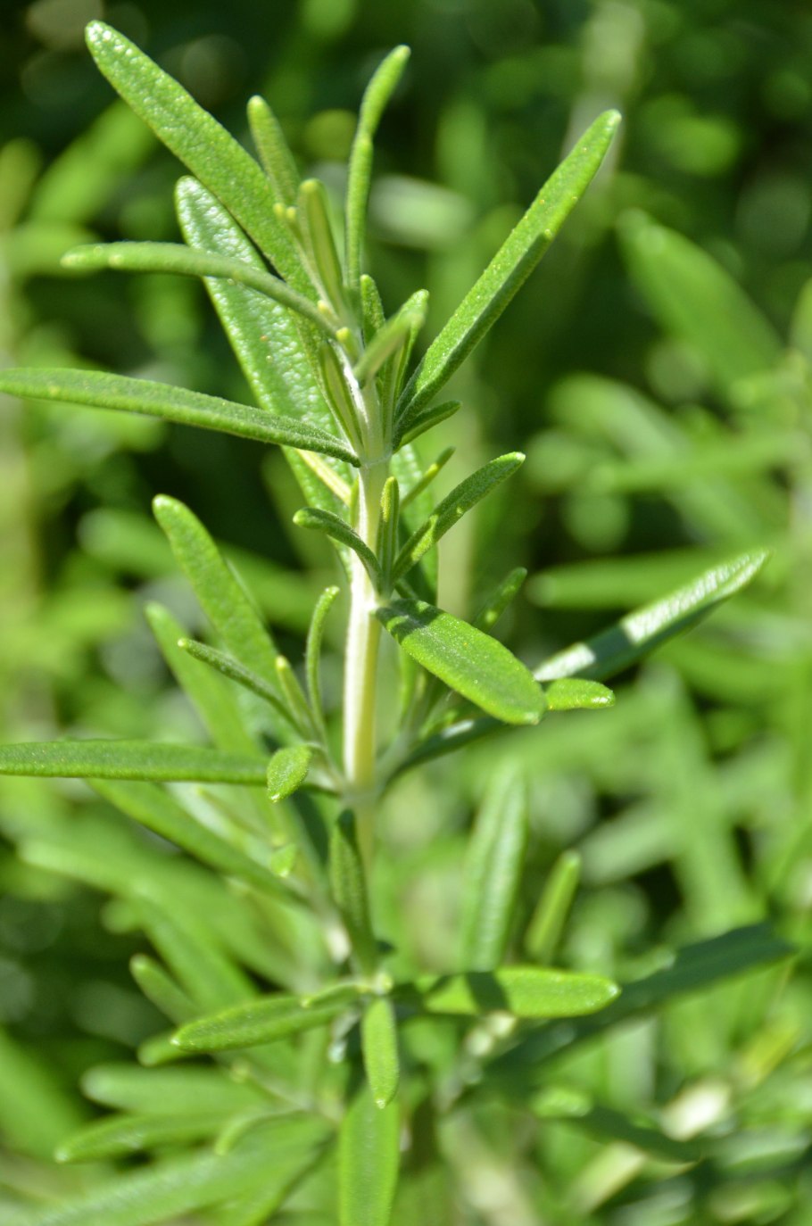 Розмарин officinalis