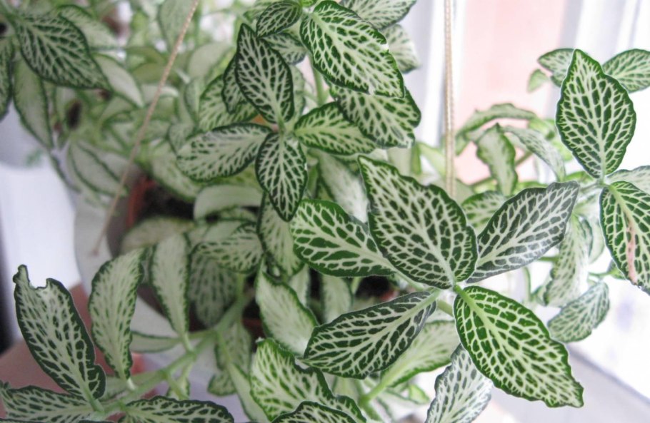 Фиттония Сноу Анна