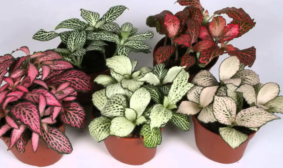 Фиттония Цветущая