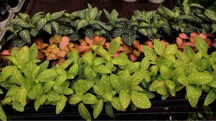 Фиттония серебристожильчатая