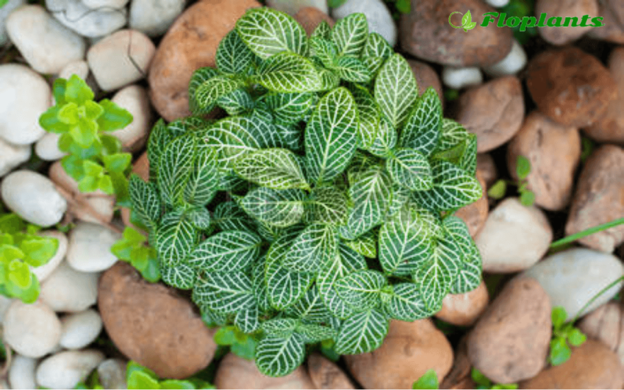 Фиттония верша фельта — Fittoni