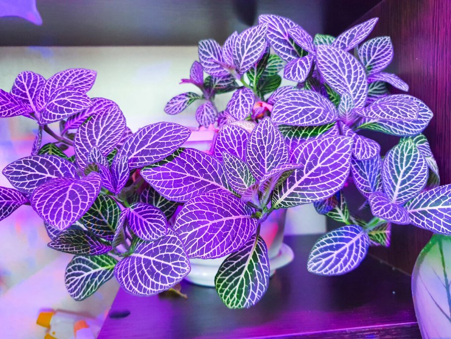 Fittonia argyroneura