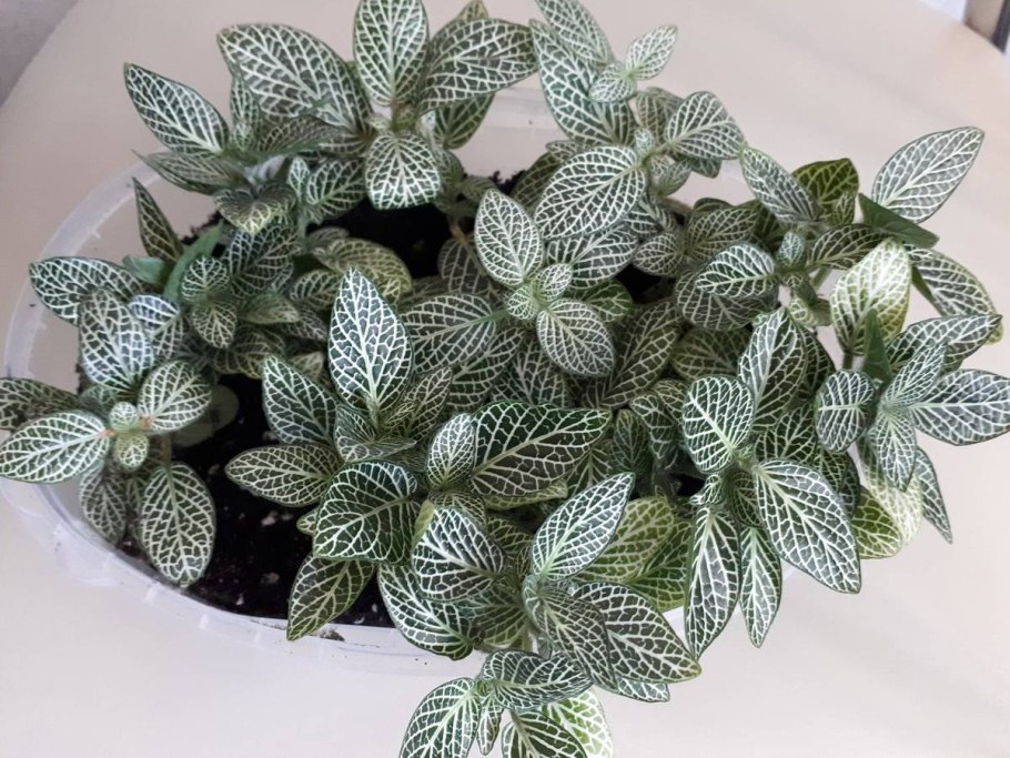 Фиттония Бамбино