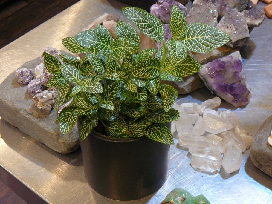 Фиттония скрутились листики