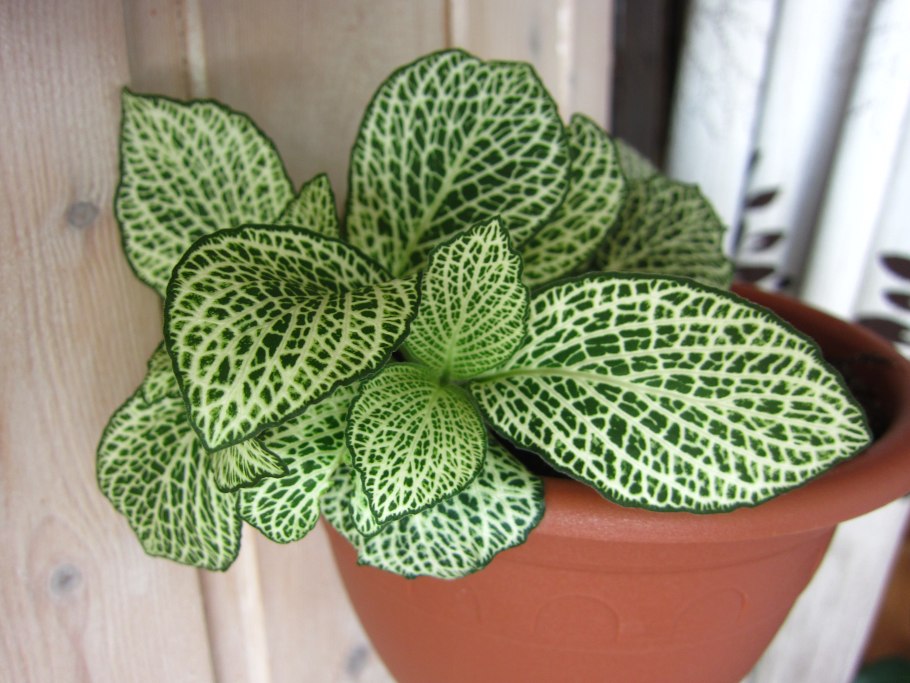 Фиттония Вершаффельта