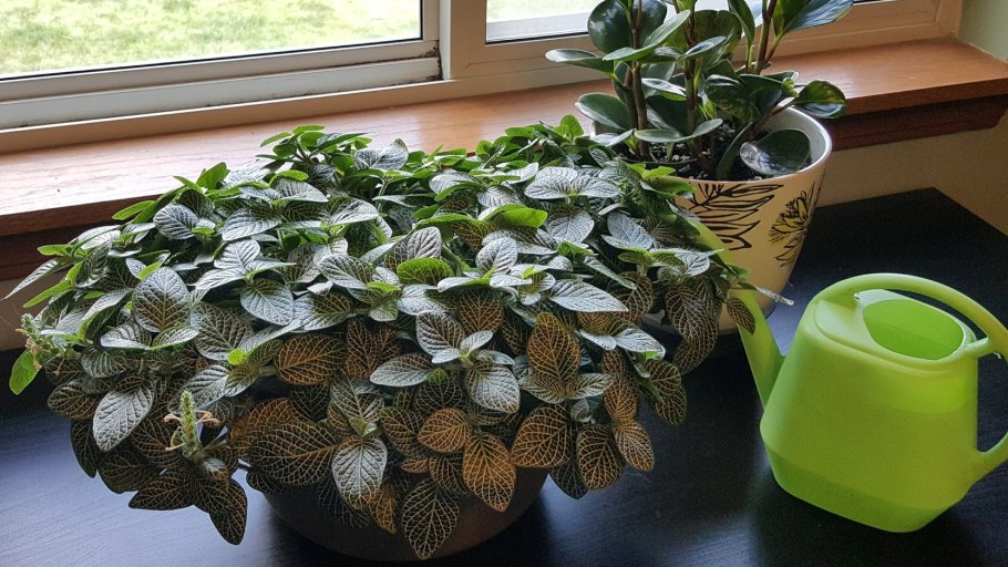 Фиттония ампельная