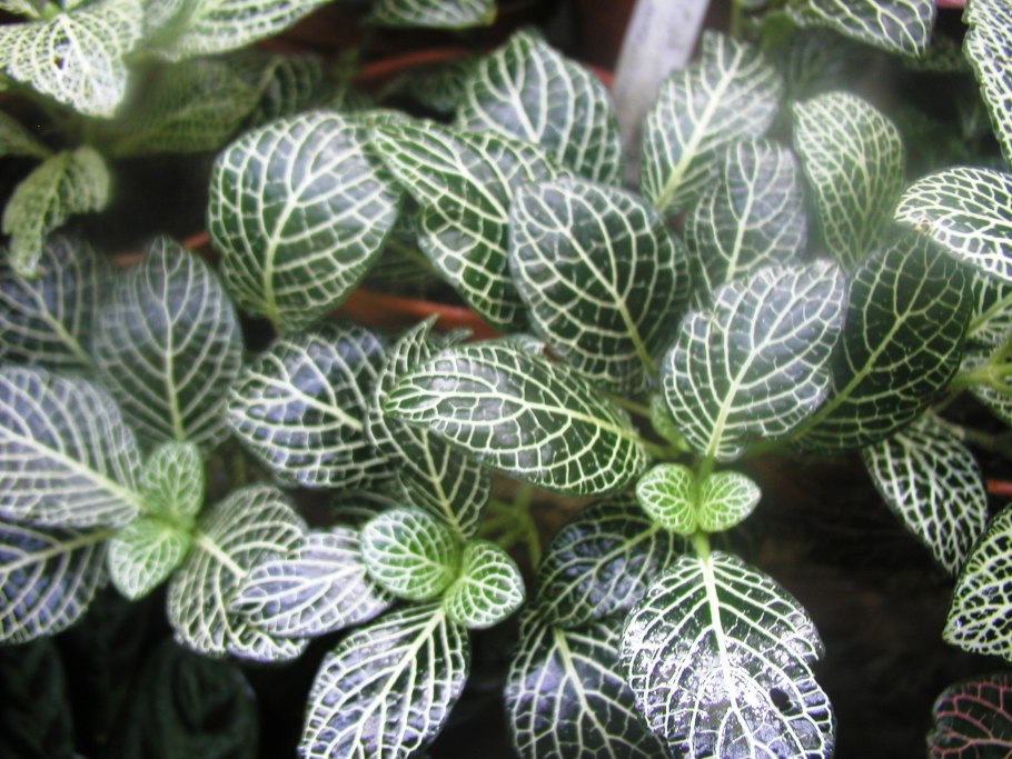 Фиттония серебристожильчатая