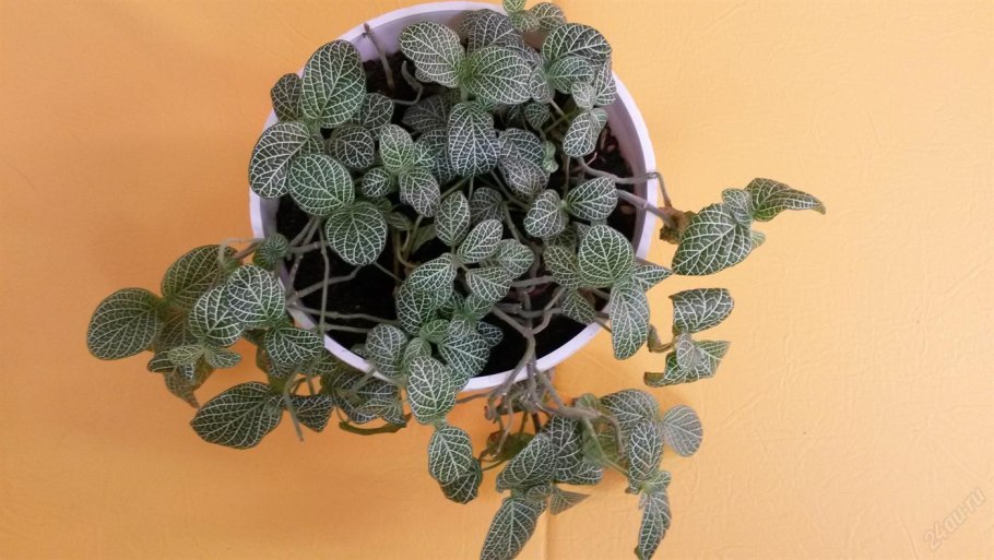 Фиттония беложильная