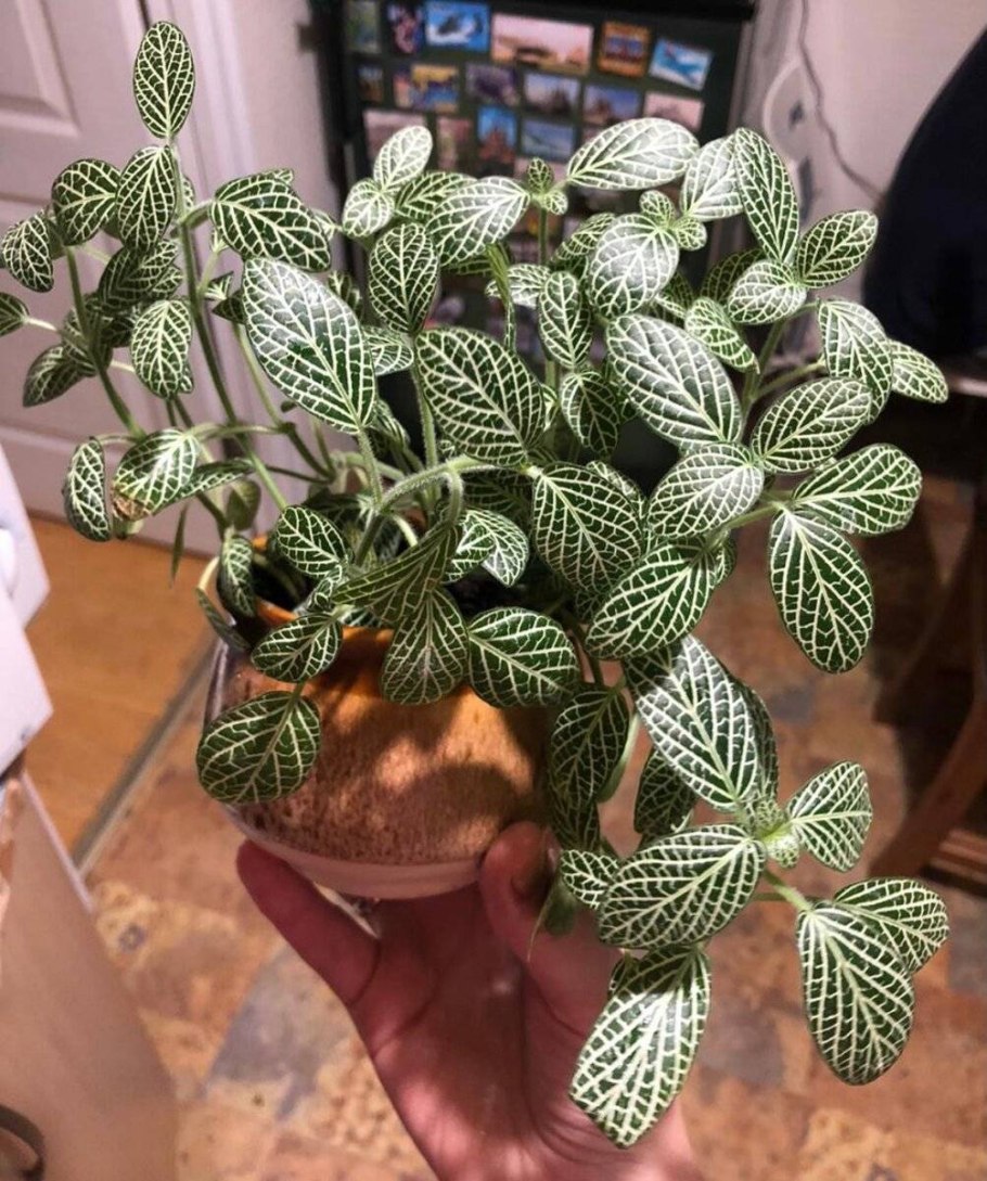 Фиттония микс цветет