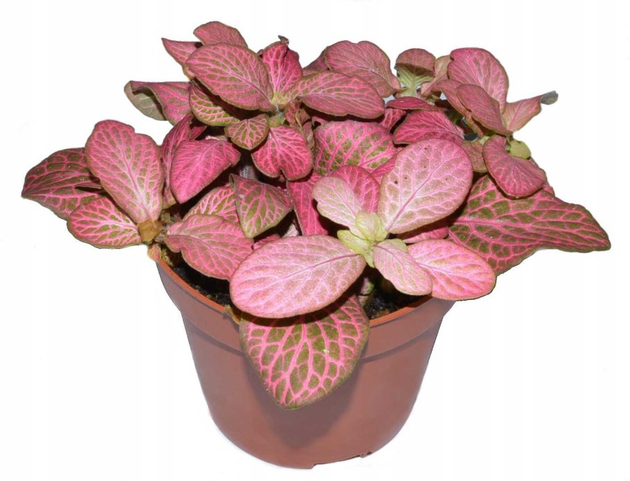 Фиттония Уайт ангел