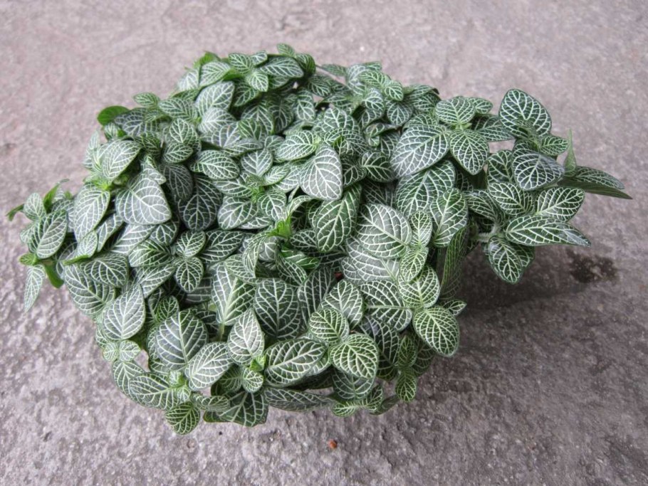 Фиттония Джосан