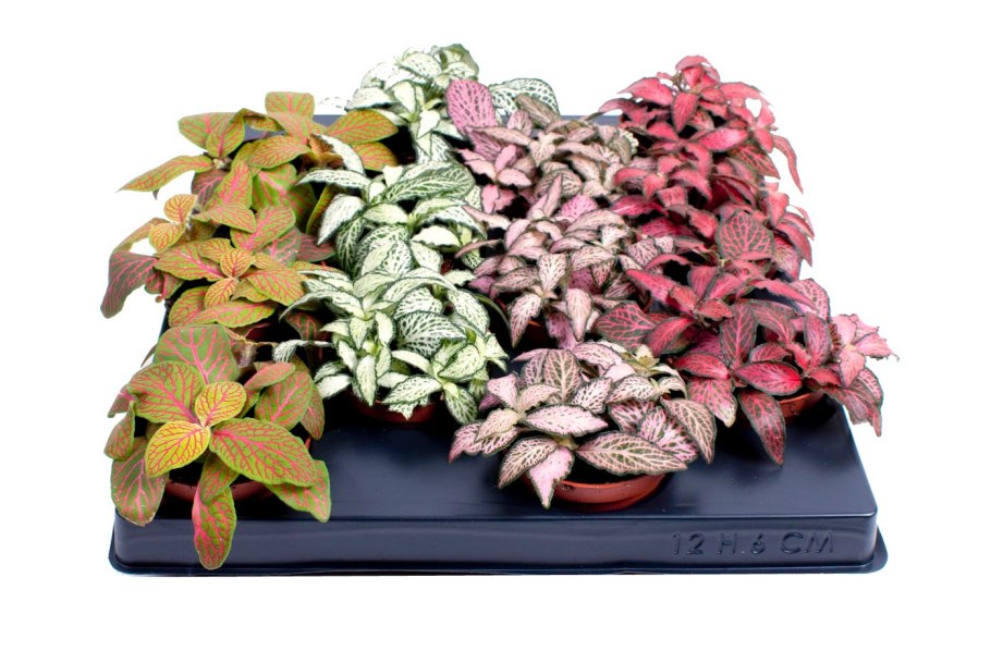 Фиттония микс цветет