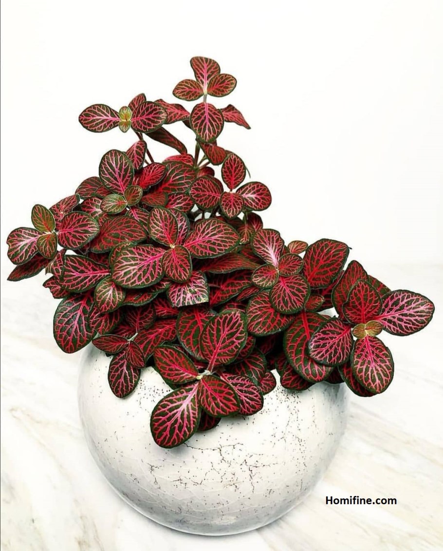 Фиттония Уайт ангел