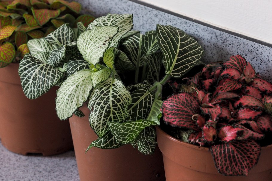 Фиттония Бамбино