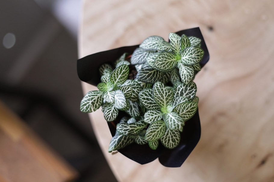 Фиттония серебристожилковая