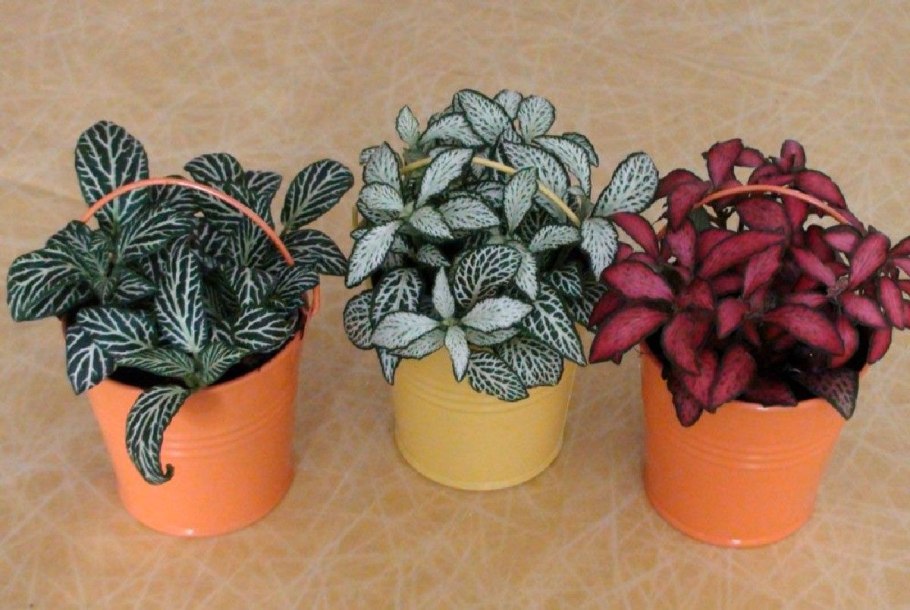 Вершаффельта фиттония Персей