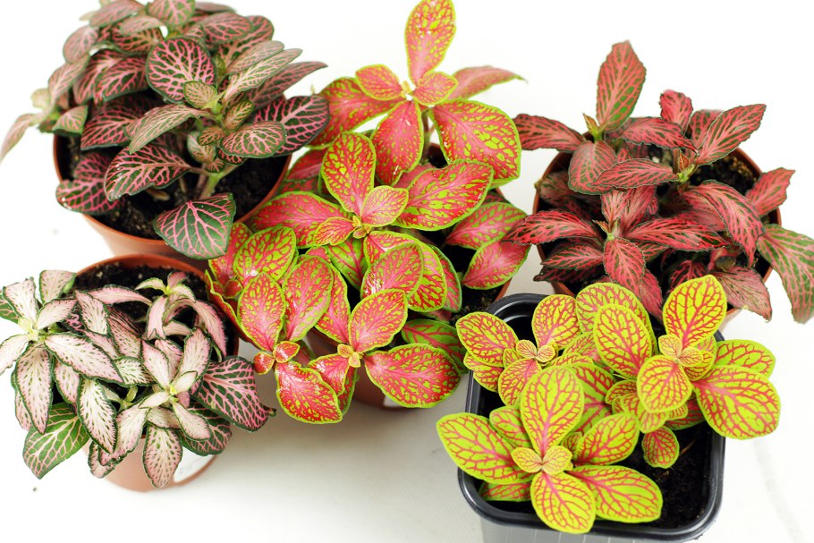 Фиттония Уайт Тайгер