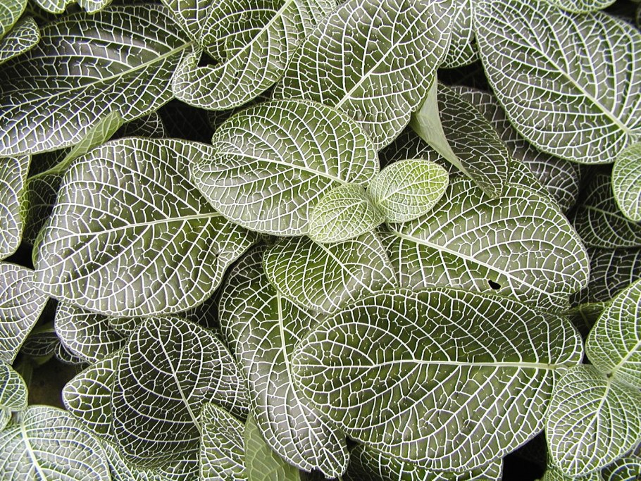 Фиттония серебристожильчатая