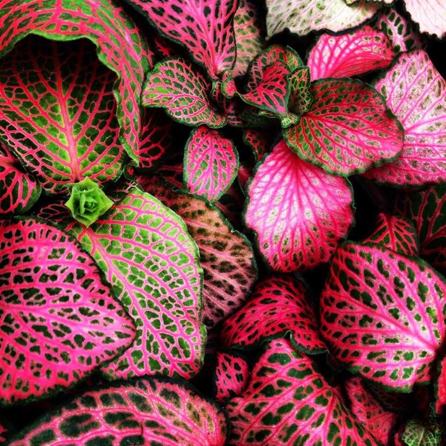 Фиттония + Диффенбахия",