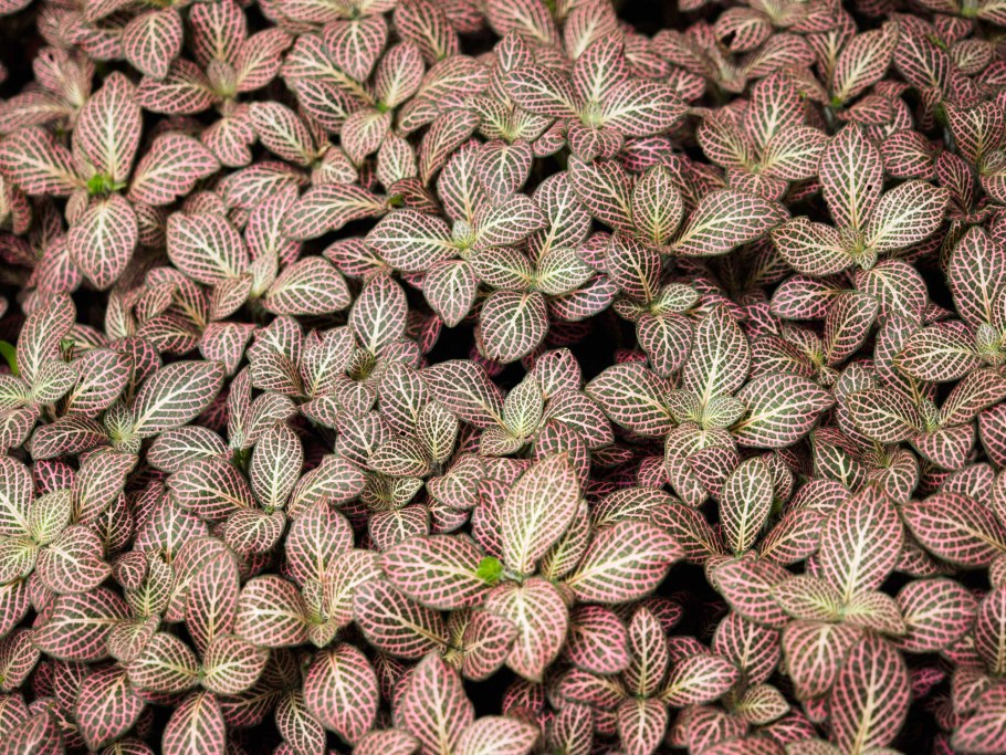 Антуриум + фиттония + Хедера;