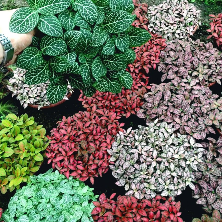 Фиттония крупнолистная