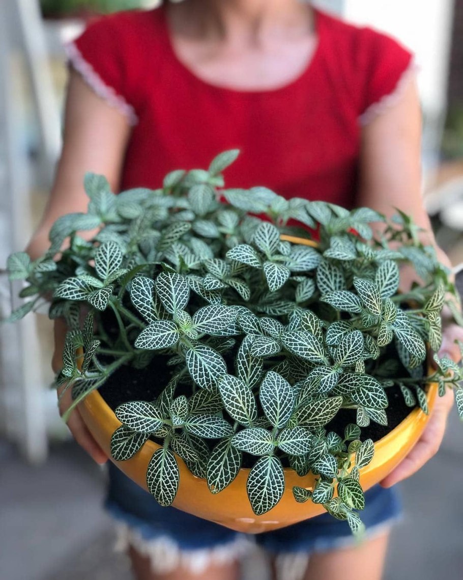 Фиттония Джосан