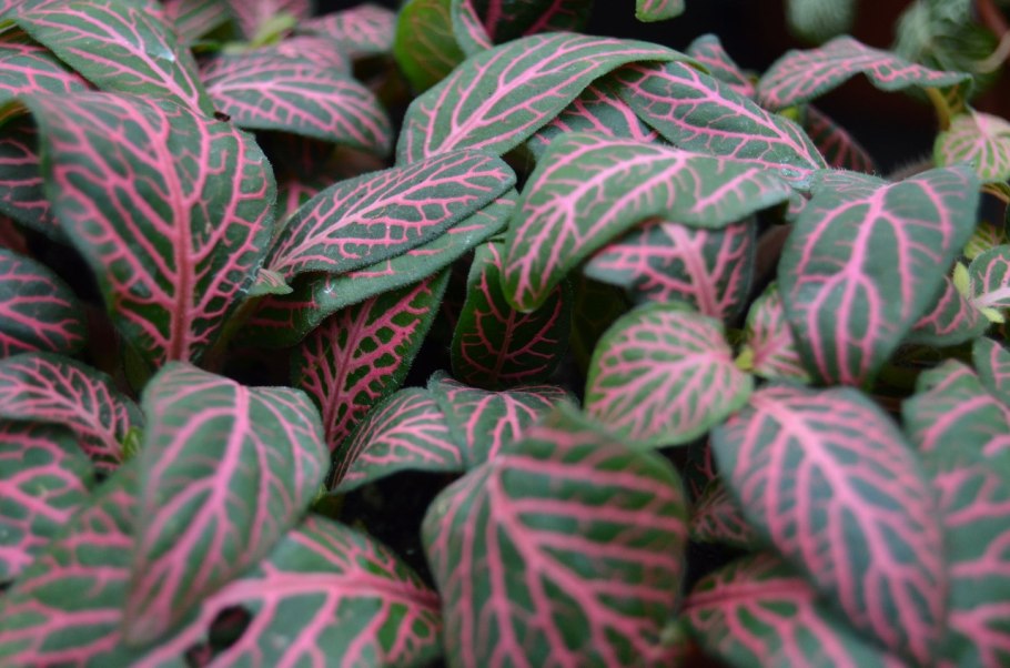 Цветение фиттонии