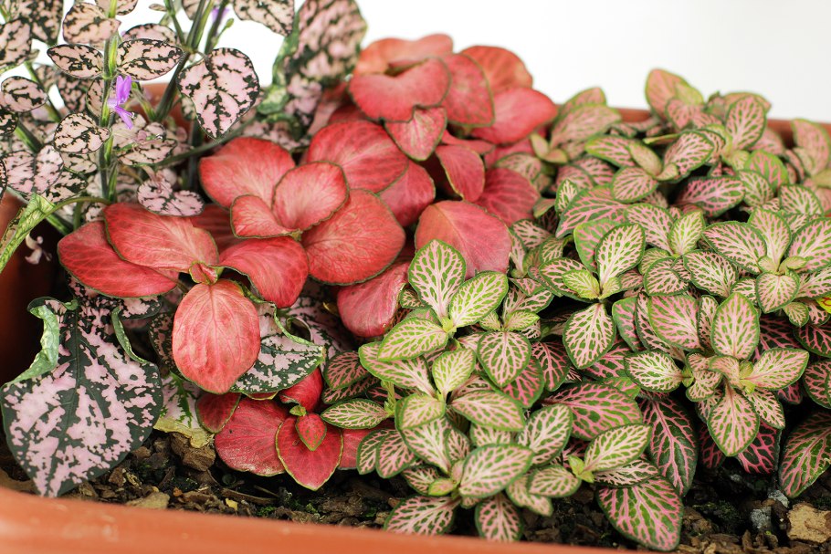 Фиттония гибридная