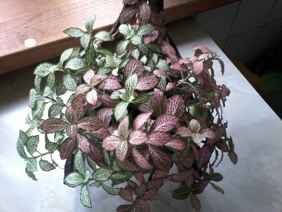 Фиттония корневая