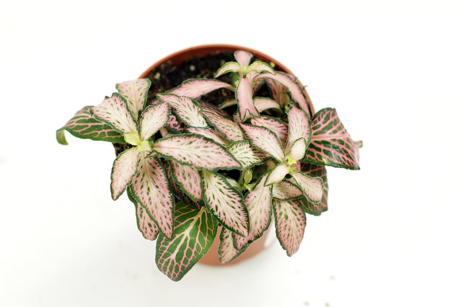 Фиттония серебристожильчатая