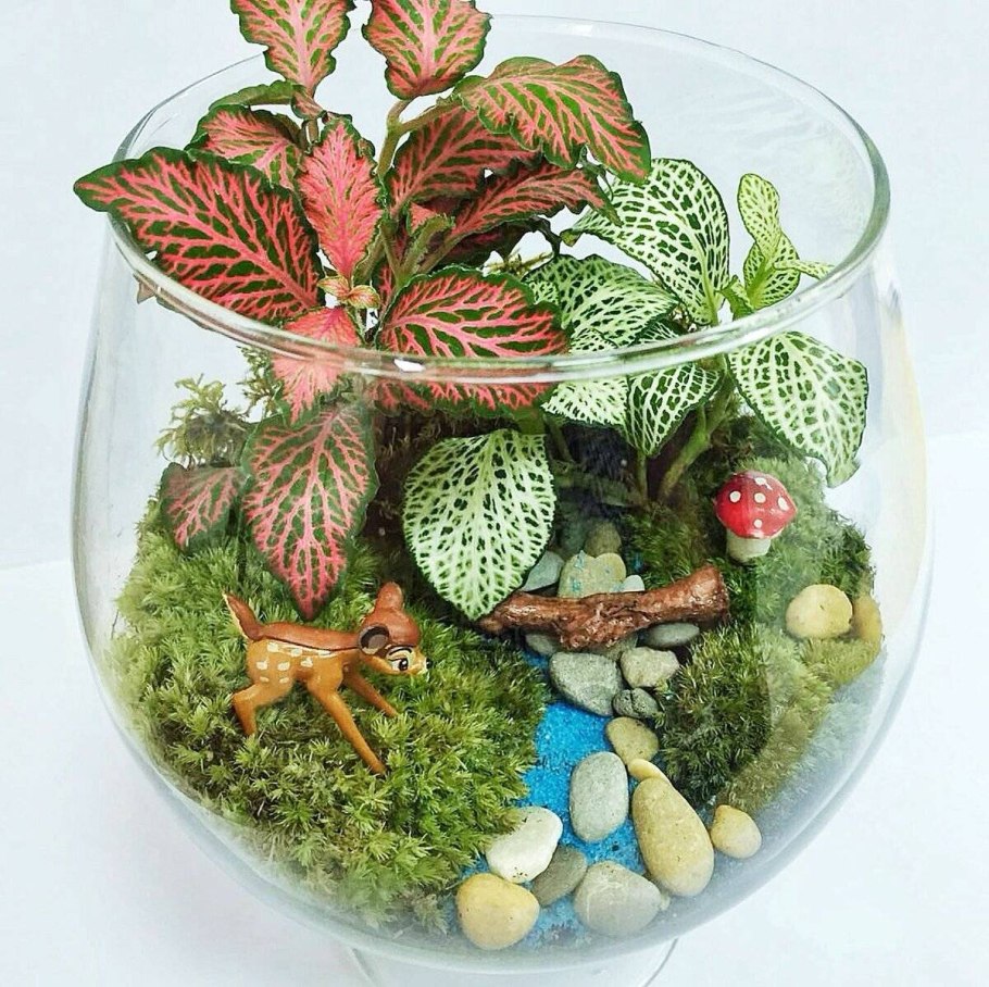 Фиттония цветок