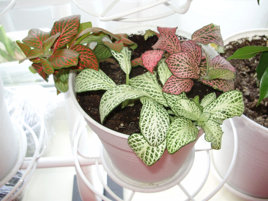 Фиттония в интерьере