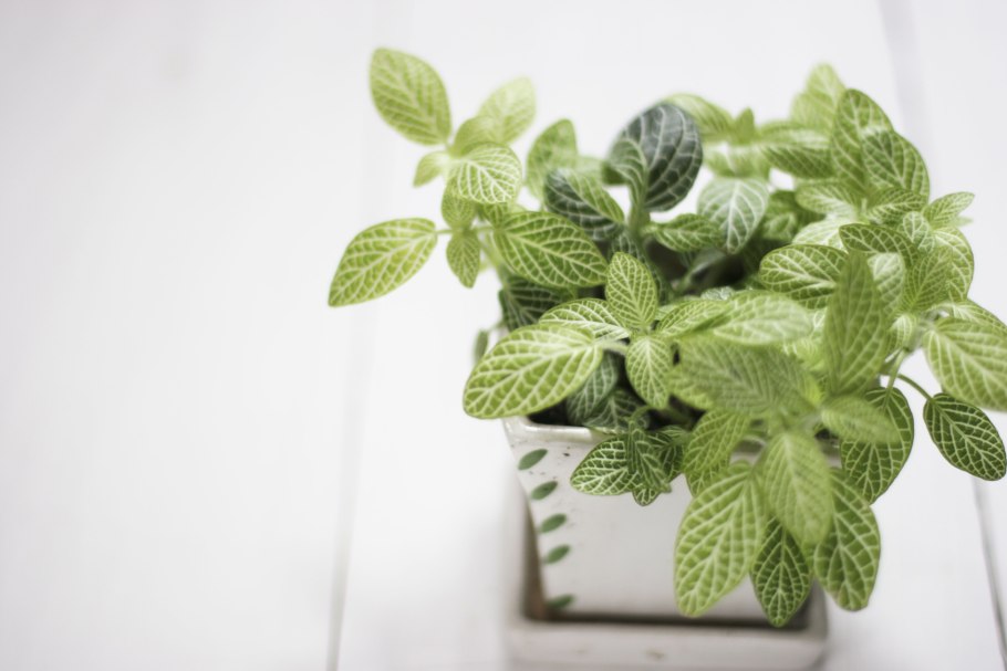 Fittonia albivenis (Lindl. Ex Veitch) Brummitt