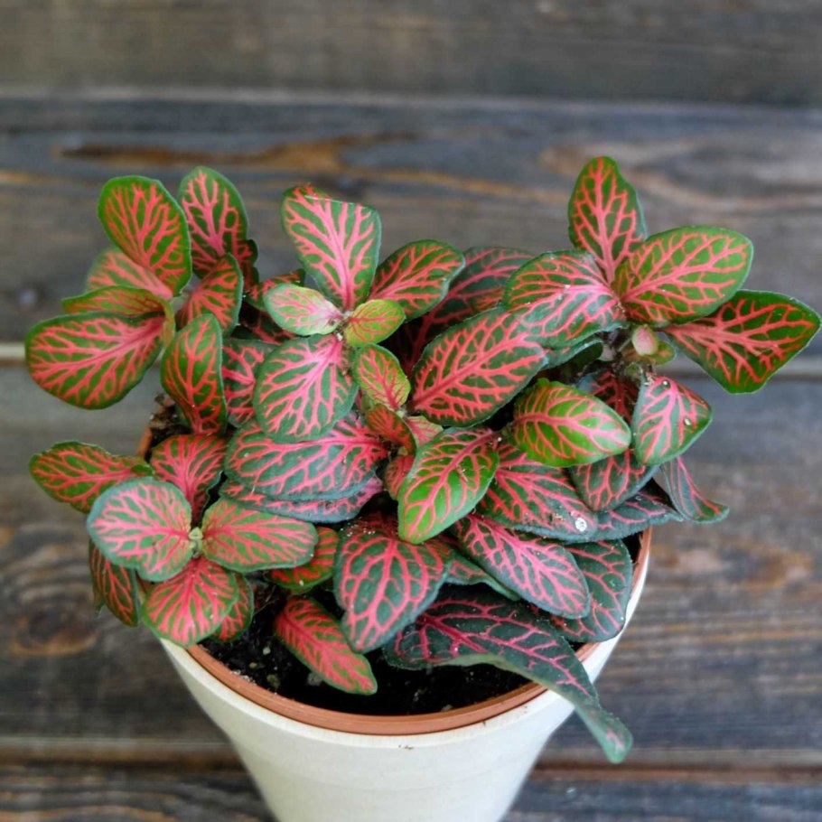 Фиттония цветок