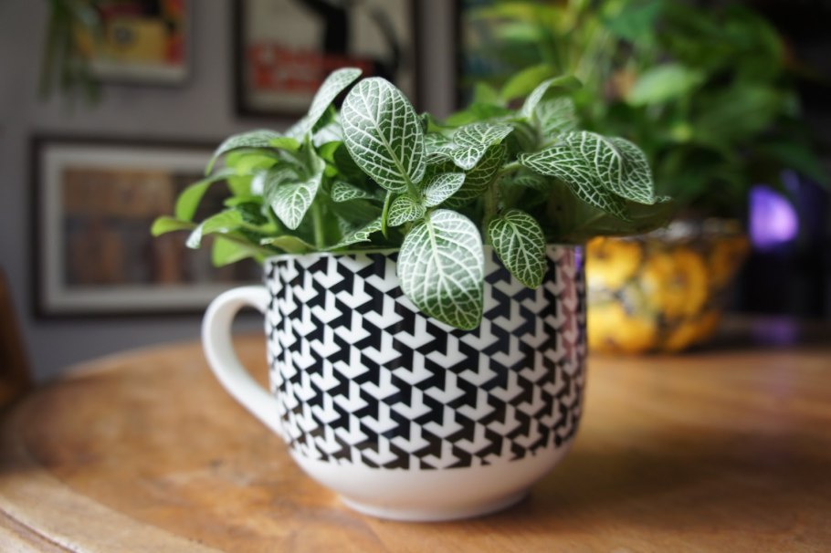 Фиттония Персей