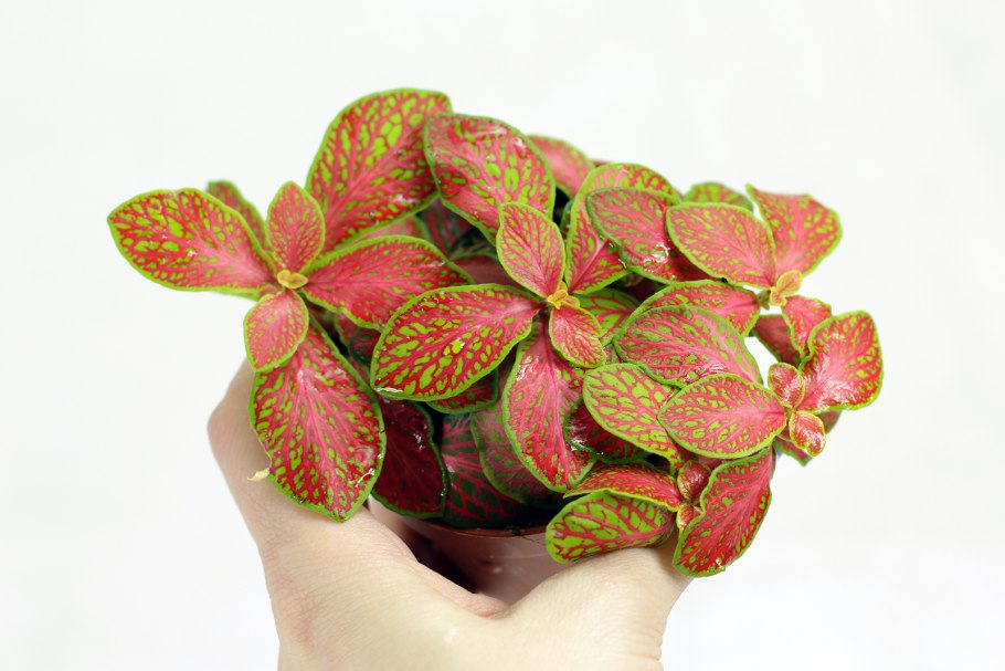 Фиттония крупнолистная