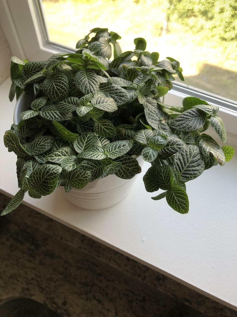 Фиттония Джосан