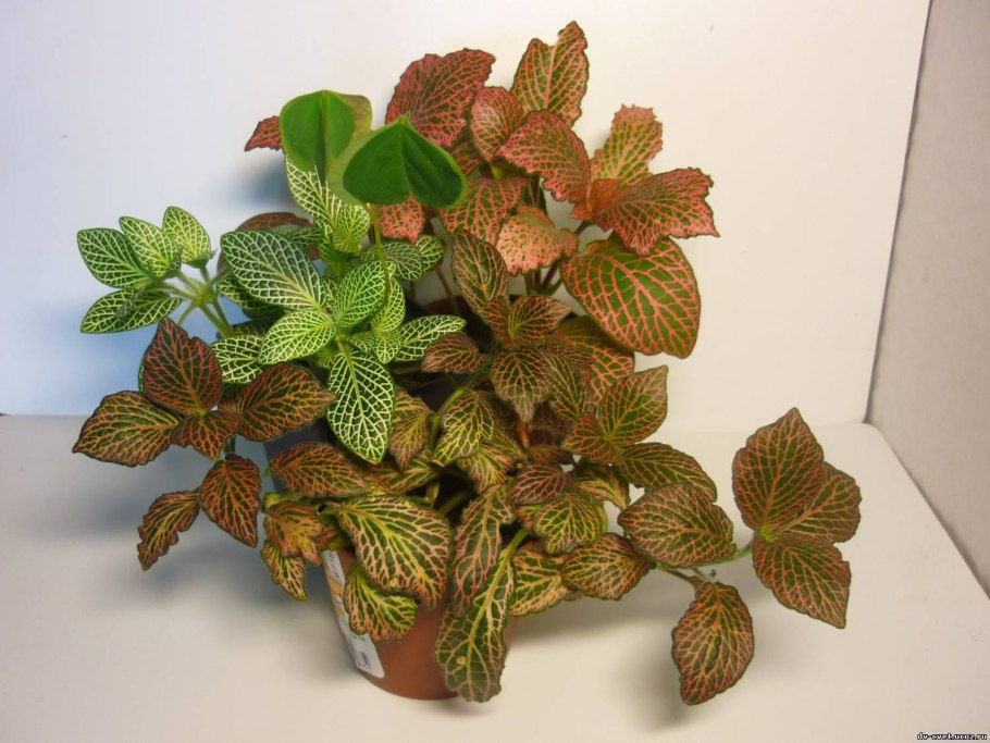 Фиттония Frankie