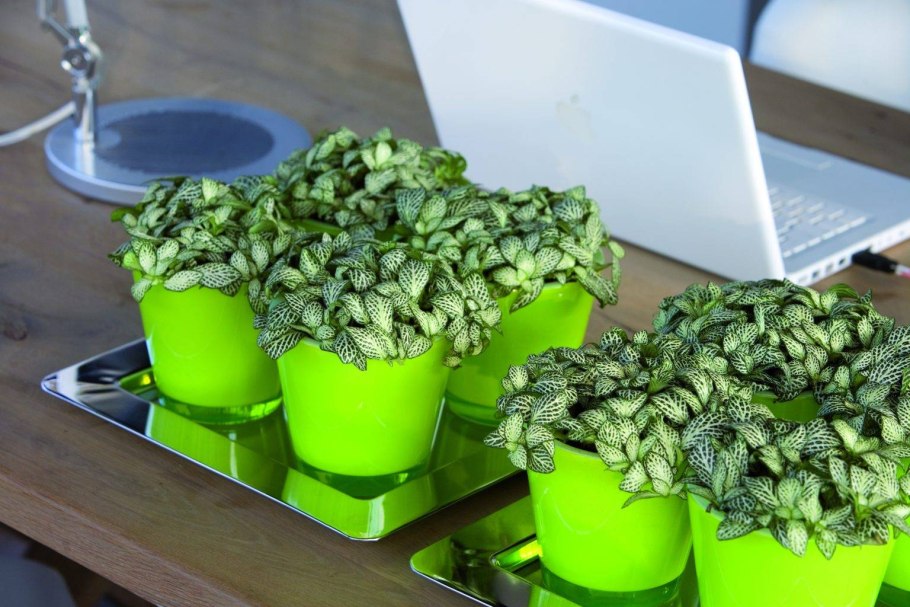 Фиттония и гипоэстес