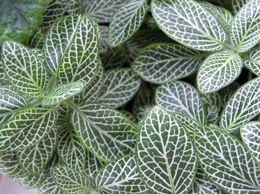 . Fittonia verschaffeltii fittonia verschaffeltii
