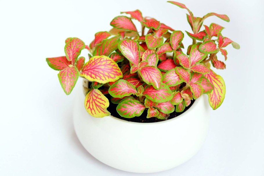 Фиттония серебристожильчатая