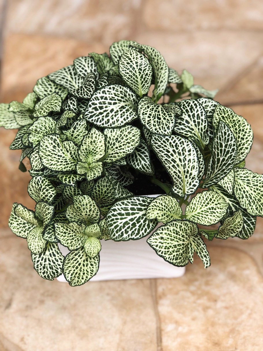 Фиттония Джосан