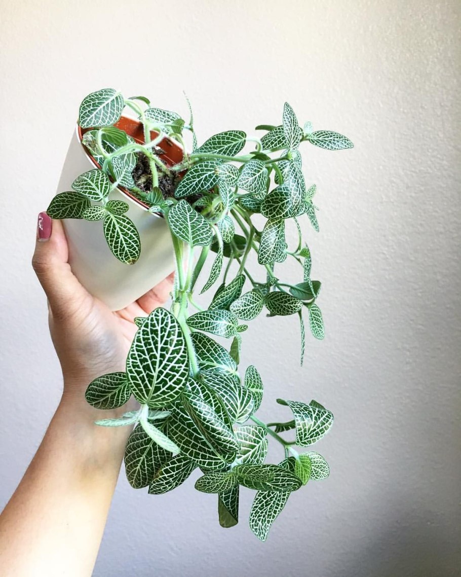 Фиттония Джосан